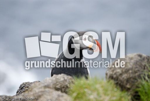 Papageitaucher (18 von 20).jpg